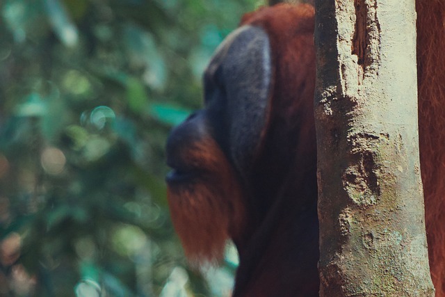 Free Orangutan Indonesia photo and picture
