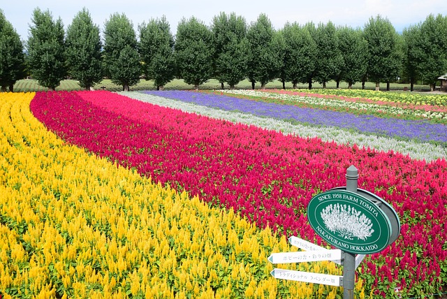 Hokkaido, Fazenda, Tomita, Flor, Amarelo