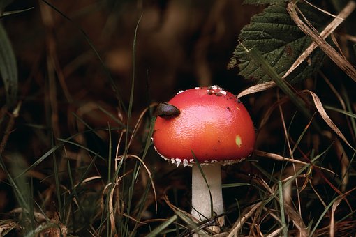 Free Mushroom Forest photo and picture