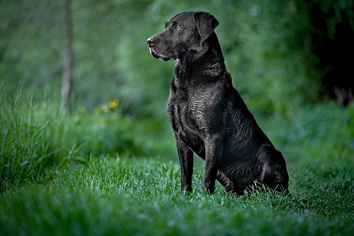 Free Black Labrador photo and picture