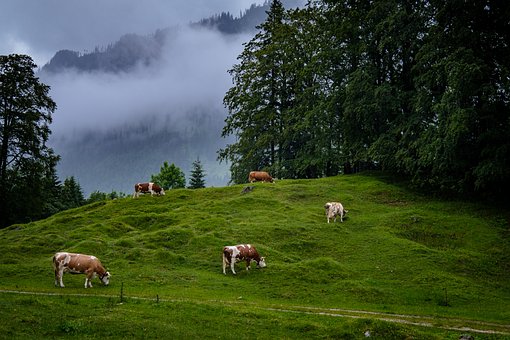 Free Juicy Mountain Meadow photo and picture
