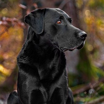 Free Black Labrador photo and picture