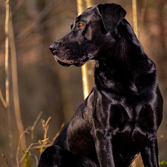 Free Black Labrador photo and picture