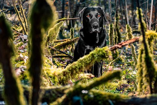 Free Black Nature photo and picture