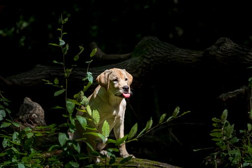 Free Animal Dog photo and picture
