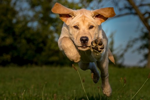 Free Puppy Dog photo and picture