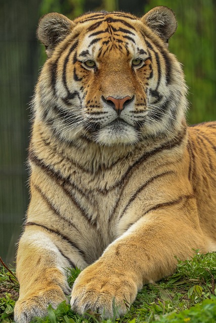 Harimau Alam Hewan - Foto gratis di Pixabay