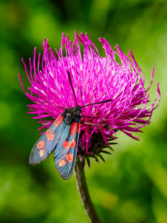 Moth Nature Insect - Free photo on Pixabay