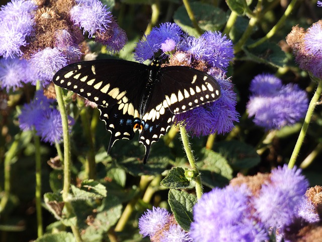 Free Nature Flower photo and picture