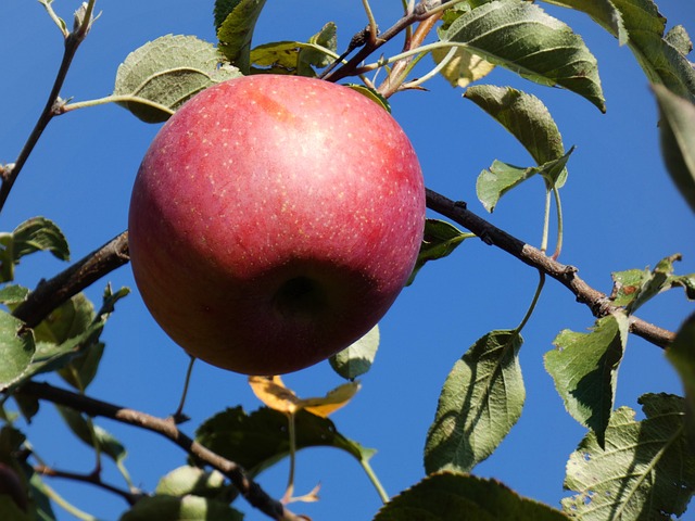 Free Harvest Food photo and picture