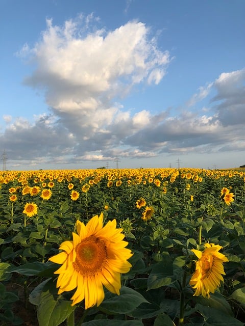 Free Sunflowers Nature photo and picture