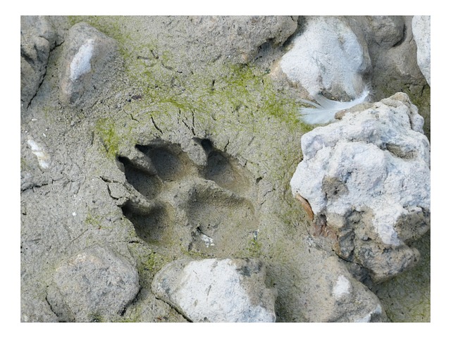 Free Wolf Nature photo and picture