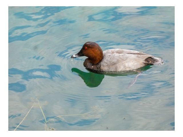 Free Brunette Bird photo and picture