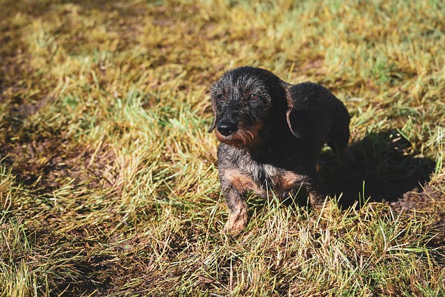 Free Wire-Haired Dachshund Dachshund photo and picture