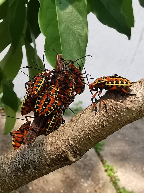 Insekter, Jungle, Beetle, Bug, Tabasco