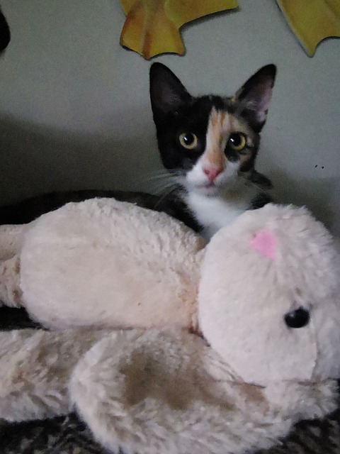 Lille Kat, Baby, Calico, Feline, Kat