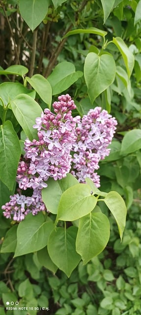 Free Fleur Nature photo and picture