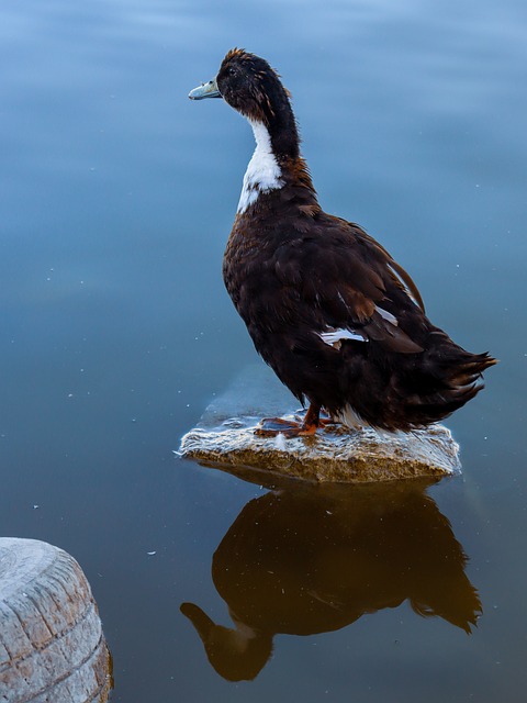Rață, Natura, Viata Salbatica, Pasăre