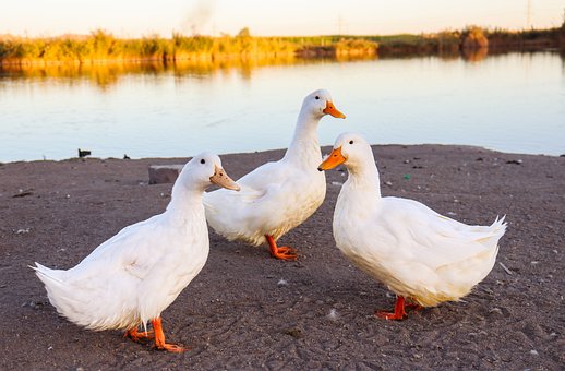 Alb, Rață, Pasăre, Apă, Natura, Animal