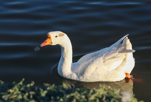Alb, Gâscă, Natura, Pasăre, Animal