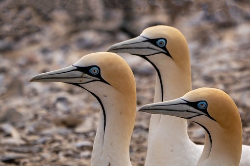Free Lambert'S Bay Cape Gannet photo and picture