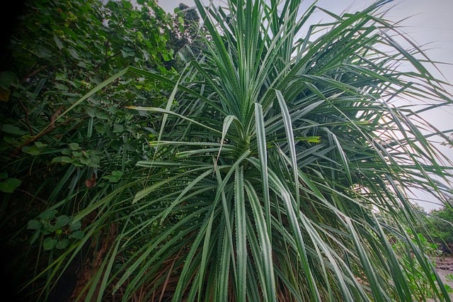 Pandanus, Pandano, Bordes Espinosos