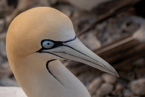 Free Cape Gannet Booby photo and picture