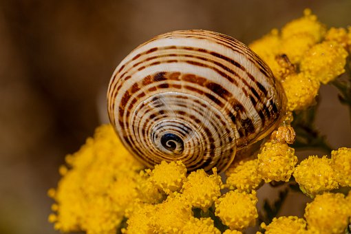 Free Snail Animal photo and picture