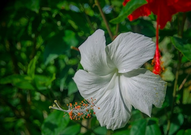 Hibisco, Flor Blanca, Florecer