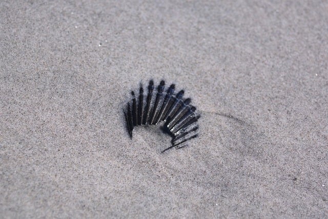 Free Beach Object In Sand photo and picture
