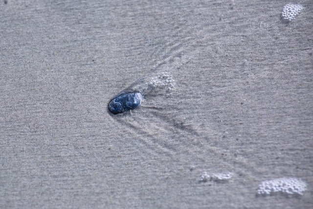 Free Beach Wet Sand photo and picture