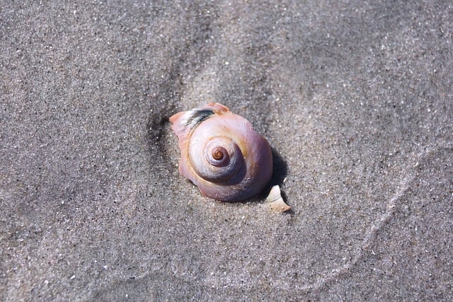 Free Seashell Beach photo and picture