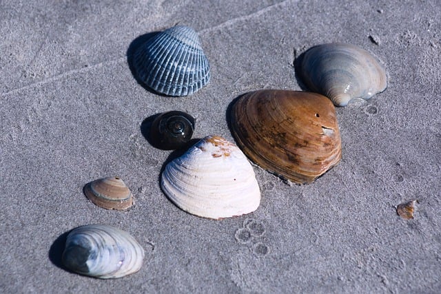 Free Seashell Collection Beach Finds photo and picture