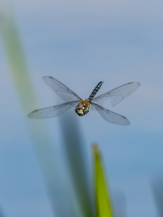 Dragonfly Insect Nature - Free photo on Pixabay
