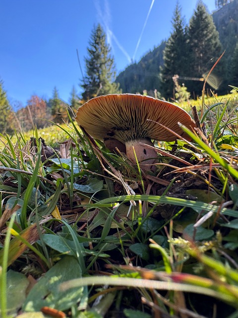 Free Mushroom Fall photo and picture