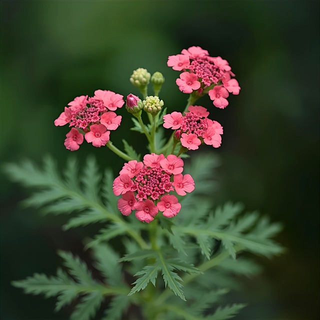 Duizendblad, Duizendbladbloem