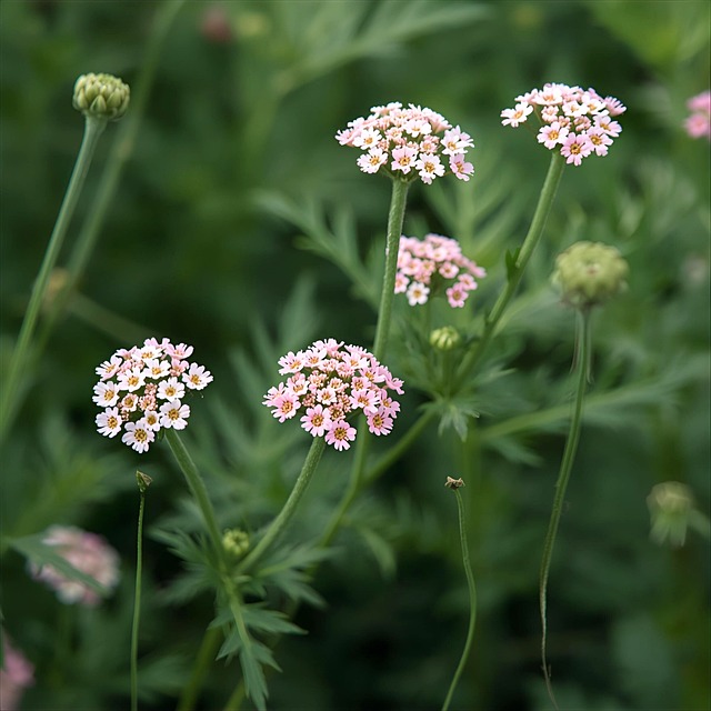 Duizendblad, Duizendbladbloem