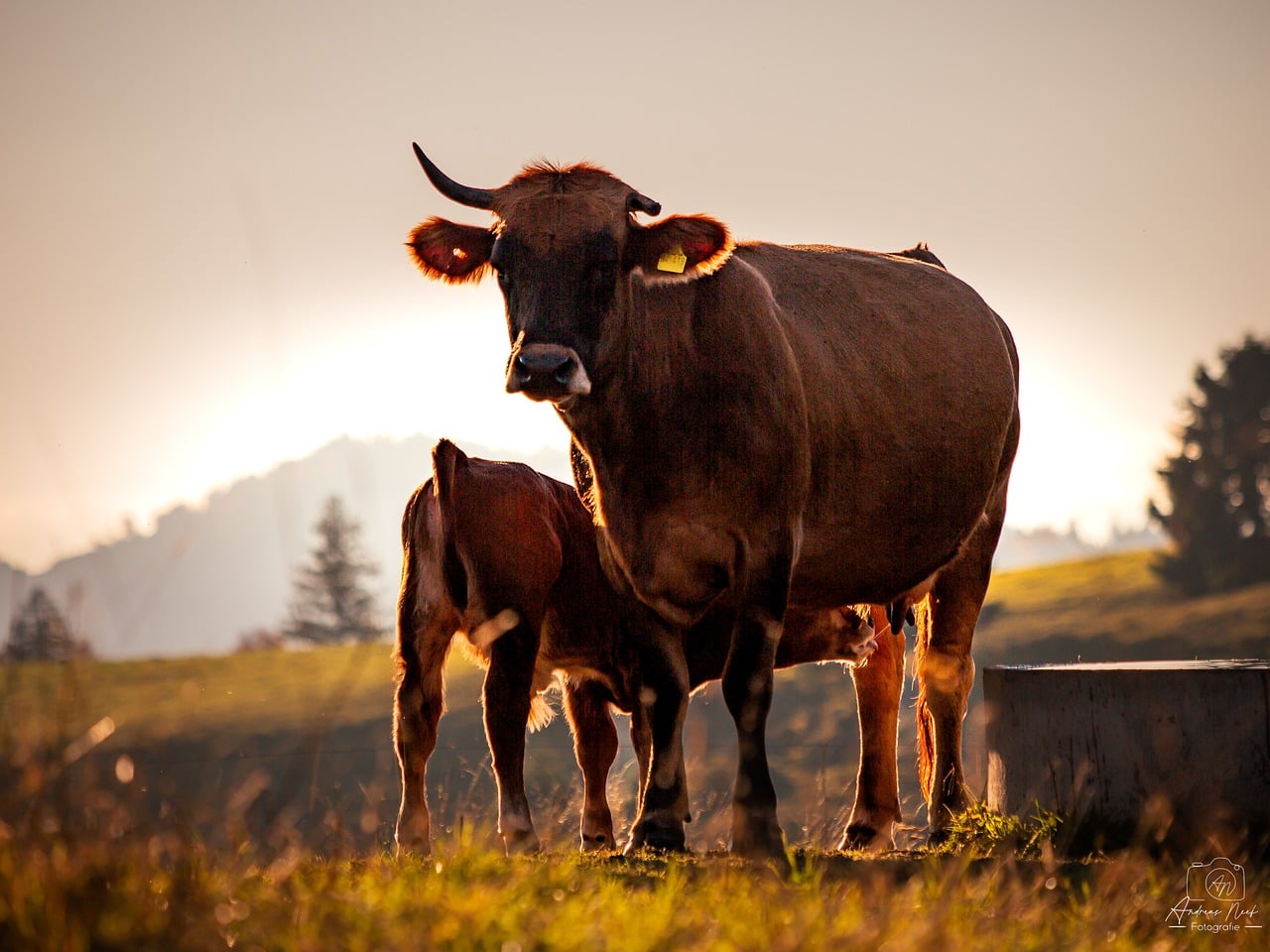 Cow - free online jigsaw puzzle photo