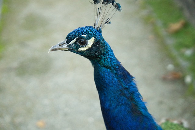 Free Peacock Nature photo and picture
