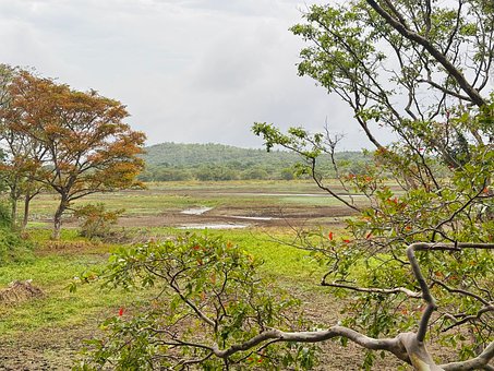 Wetlands, Landschap, Bewolkt, Groente