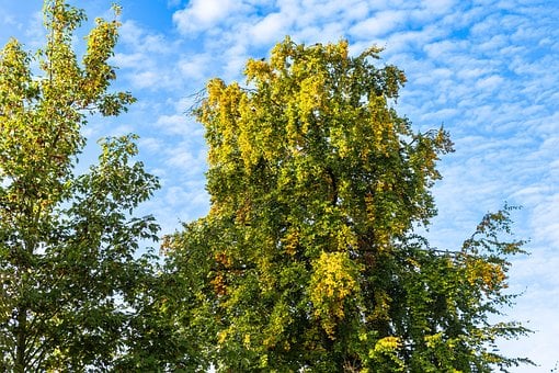 Free Fall Nature photo and picture