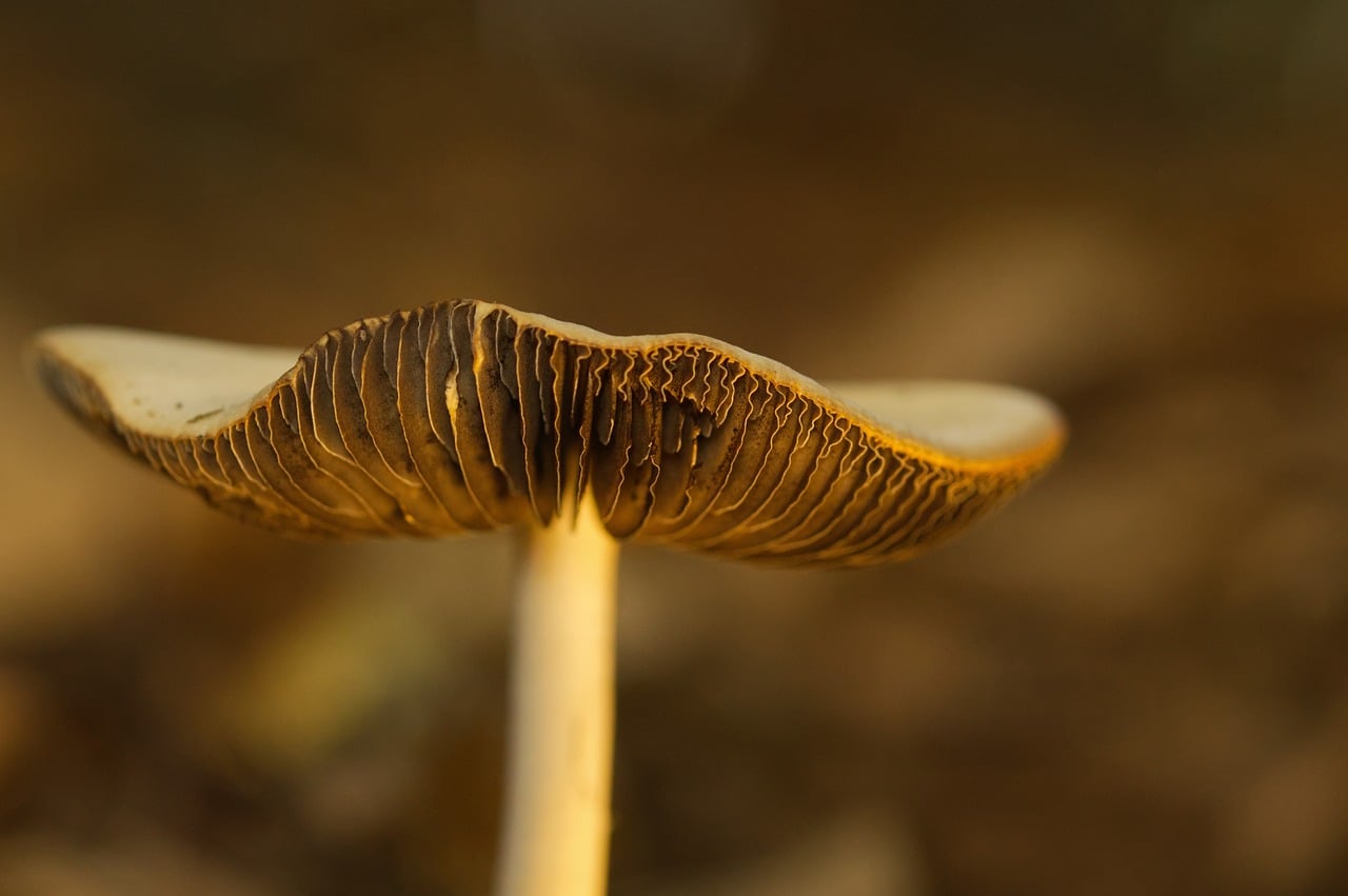 Autumn - free online jigsaw puzzle photo