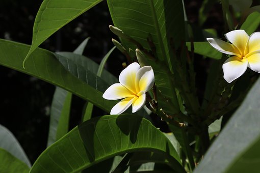 Free Crete Flower photo and picture