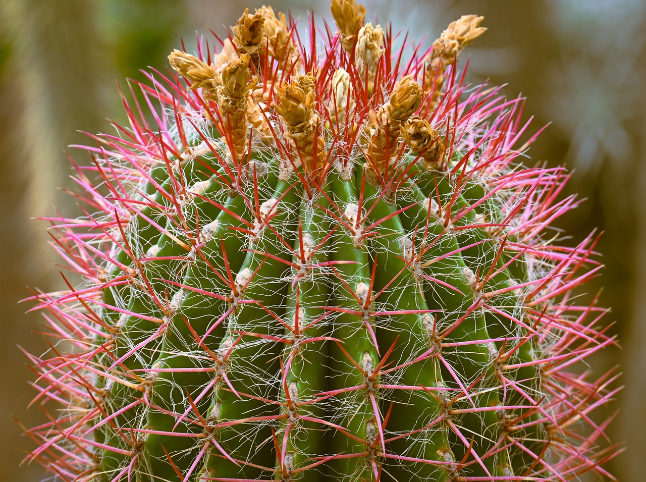 watercolor cactus Desert Vibes