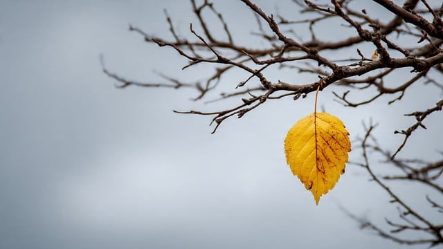 Free last leaf resilience yellow illustration