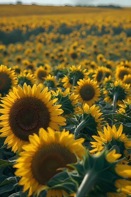 Free Sunflower Field Wallpaper illustration and picture