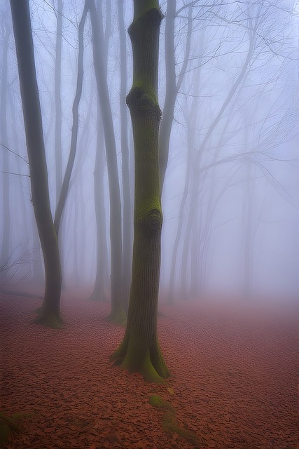Free Foggy Forest Wallpaper illustration and picture