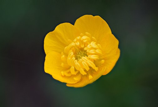🌸 Flor, Macro, Clarão, Amarelo, Natureza