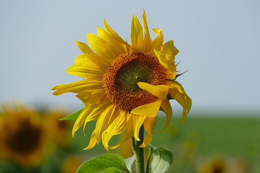 Free Sunflower Nature photo and picture
