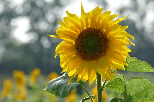 Free Sunflower Nature photo and picture